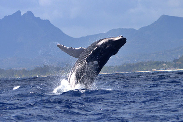 Mauritius West Tour