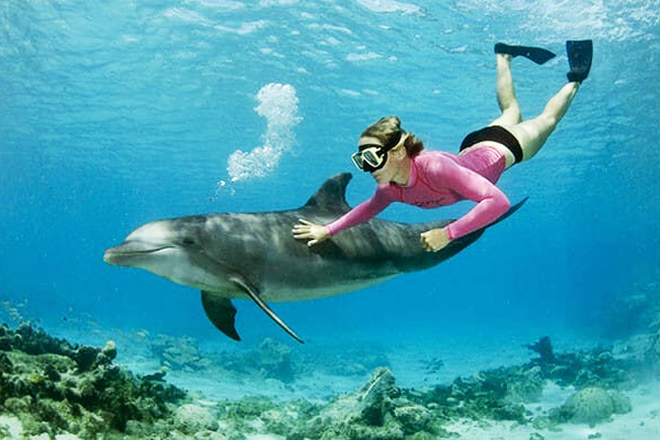 Dolphin Watching Mauritius