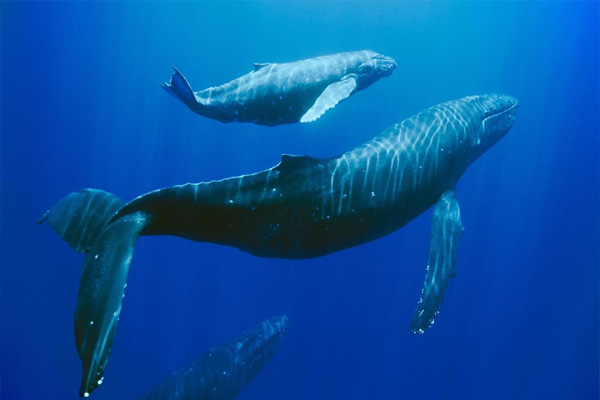 Whale Watching Mauritius