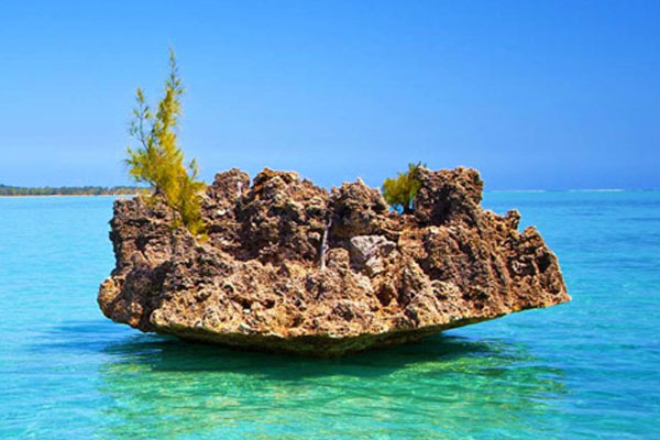 Benitiers Island & Dolphin