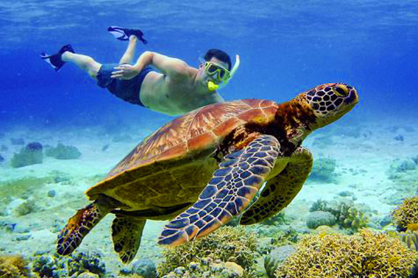 Swim With Turtles Mauritius